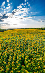 Field with sunflowers at sunset
