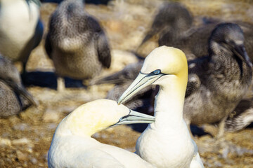 Gannet birds in the Bonaventure Island