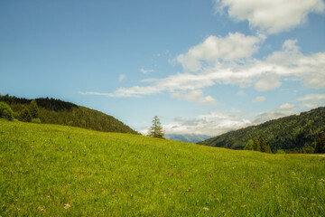 A green meadow, forest and blue sky