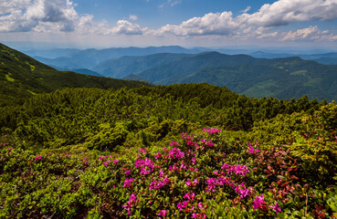Pink rose rhododendron flowers on summer mountain slope. Marmaros Pip Ivan Mountain, Carpathian, Ukraine.