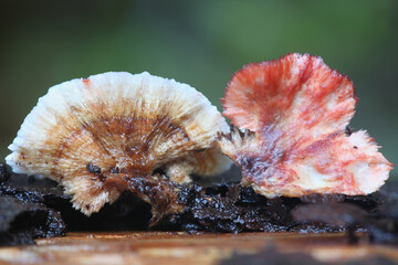 Stereum sanguinolentum, known as bleeding conifer crust, wild fungus from Finland
