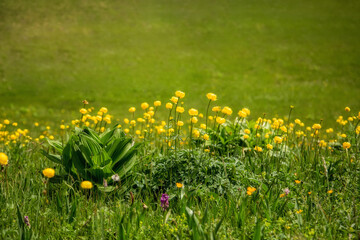 Close up of blooming flowers on a green meadow