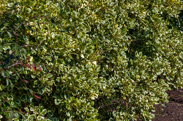 Griselinia littoralis 'Variegata' an evergreen shrub often used to make a hedge and commonly known as New Zealand Privet, stock photo image