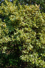 Fototapeta na wymiar Griselinia littoralis 'Variegata' an evergreen shrub often used to make a hedge and commonly known as New Zealand Privet, stock photo image