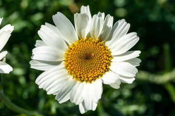 Rhodanthemum hosmariense a spring summer flowering plant with a white springtime flower commonly known as Moroccan daisy, stock photo image