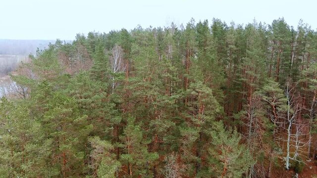 Red sandstone cliffs in the banks of river Salaca during late autumn time, Latvia. Real time drone footage