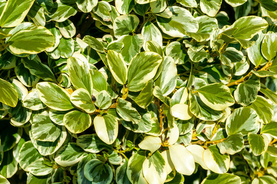 Griselinia littoralis 'Variegata' an evergreen shrub often used to make a hedge and commonly known as New Zealand Privet, stock photo image