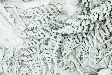 Fern leaves and grass covered with hoarfrost. Abstract floral background, top view.