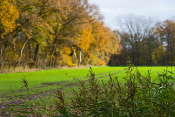 Natur autumn day outdoor