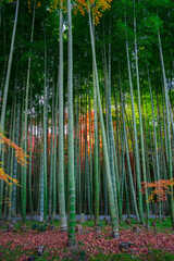 京都　圓光寺の竹林と紅葉