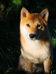 Shiba Inu puppy looks like a little fox