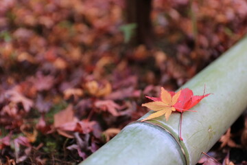 竹の上の黄色と赤の紅葉