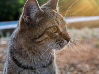 The face of a smart tabby cat