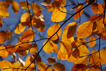 Bunt verfärbtes Herbstlaub an an einer Buche , Deutschland