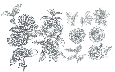 Realistic Hand drawn camelia flower illustration assets