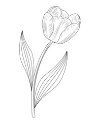 Tulip icon design. Doodle style. Design, print, decor, textile, paper. Vector illustration.