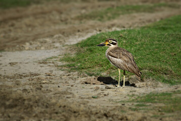 Great stone-curlew – Esacus recurvirostris, beautiful bird from Asian grasslands and meadows, Sri Lanka.