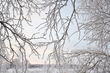 Beautiful pattern of snow-covered birch branches. Winter background