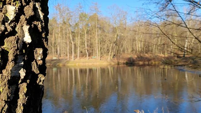 widok na staw w parku w słoneczny dzień