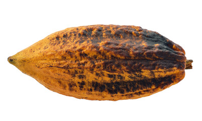 Cocoa or cacao fruit isolated on white background