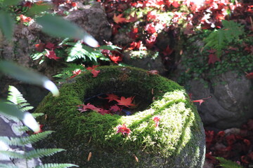 苔で覆われた手水鉢に落ちる紅葉