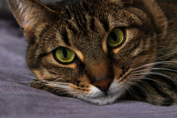 The cat is sleeping and looking at the camera