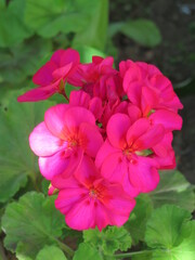 red and white flowers