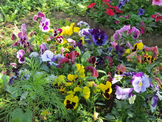 flowers in the garden