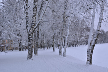 snow covered trees in the park
