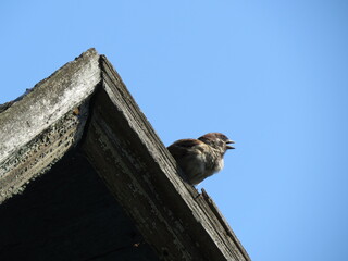 sparrow on the roof