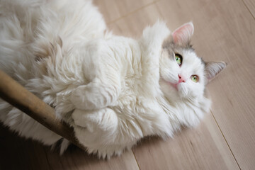 家の中の木のフローリングの上にゴロゴロしている白猫のハイアングルショット