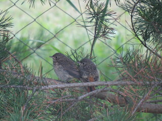bird in the grass