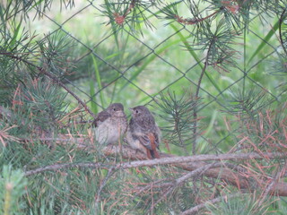 squirrel in the forest