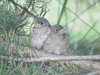 great horned owl in a tree