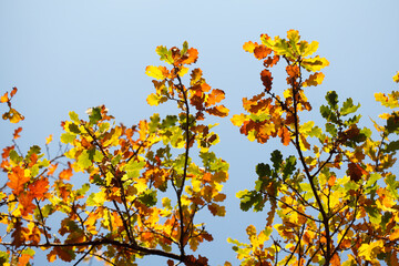 Eichenlaub, bunt verfärbtes Herbstlaub an an einer Eiche , Deutschland