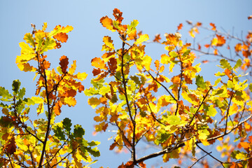 Eichenlaub, bunt verfärbtes Herbstlaub an an einer Eiche , Deutschland