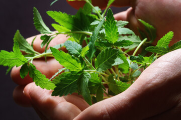 Cannabis sprouts in male hands.