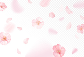 Pink sakura falling petals vector background. Realistic spring design with flying cherry flowers on transparent
