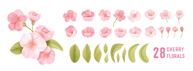 Spring sakura cherry blooming flowers. Isolated realistic pink petals, blossom, branches, leaves vector set - 403205531