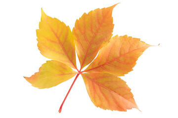 Autumn leaves isolated isolated on white background.
Full depth of field with clipping path.