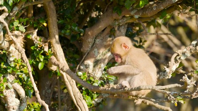 【動物】ニホンザルが木の上で餌を食べる様子