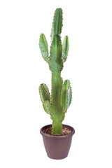 Euphorbia plant isolated on white background.
Full depth of field with clipping path.