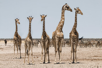 herd of giraffes and zebras in the arid namibian desert