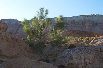 Almaty, Kazakhstan - 06.24.2013 : Shrubs and small trees in the sandy valley of the Altyn Emel Nature Reserve.
