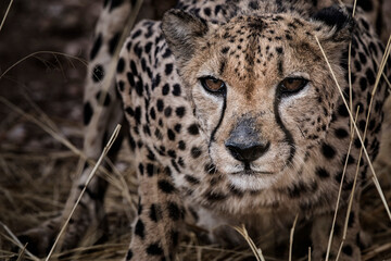 close up portrait of a hunting cheetah