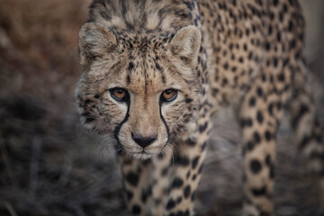 close up portrait of a hunting cheetah