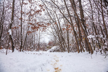 trees in snow