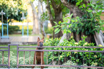 Fototapeta na wymiar funny brown dog standing at the fence.