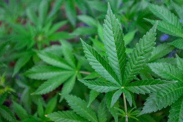 Naklejka na ściany i meble Closeup of Cannabis Sativa / Weed Leaves