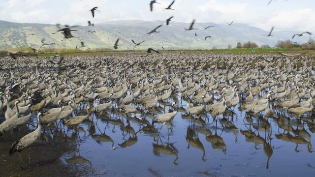 Cranes are wintering in Israel
